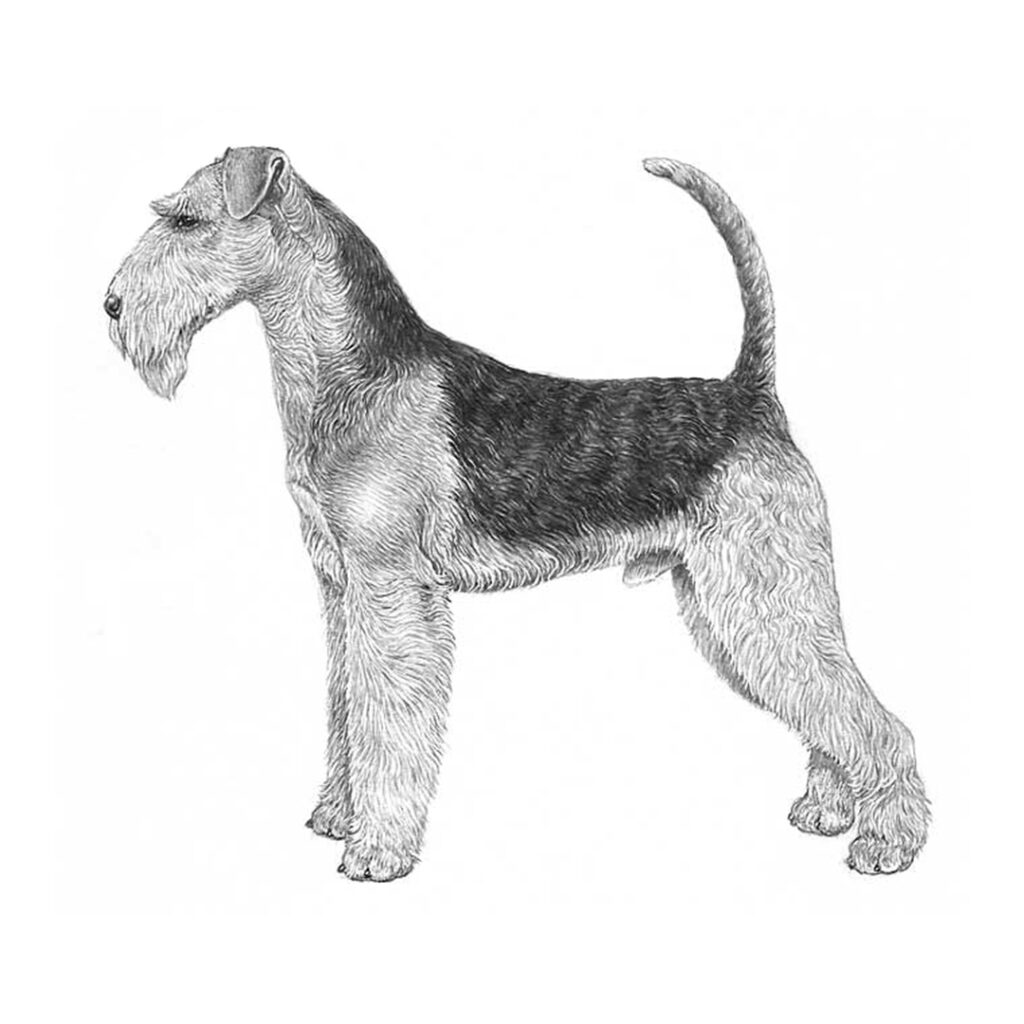 Airedale illustration