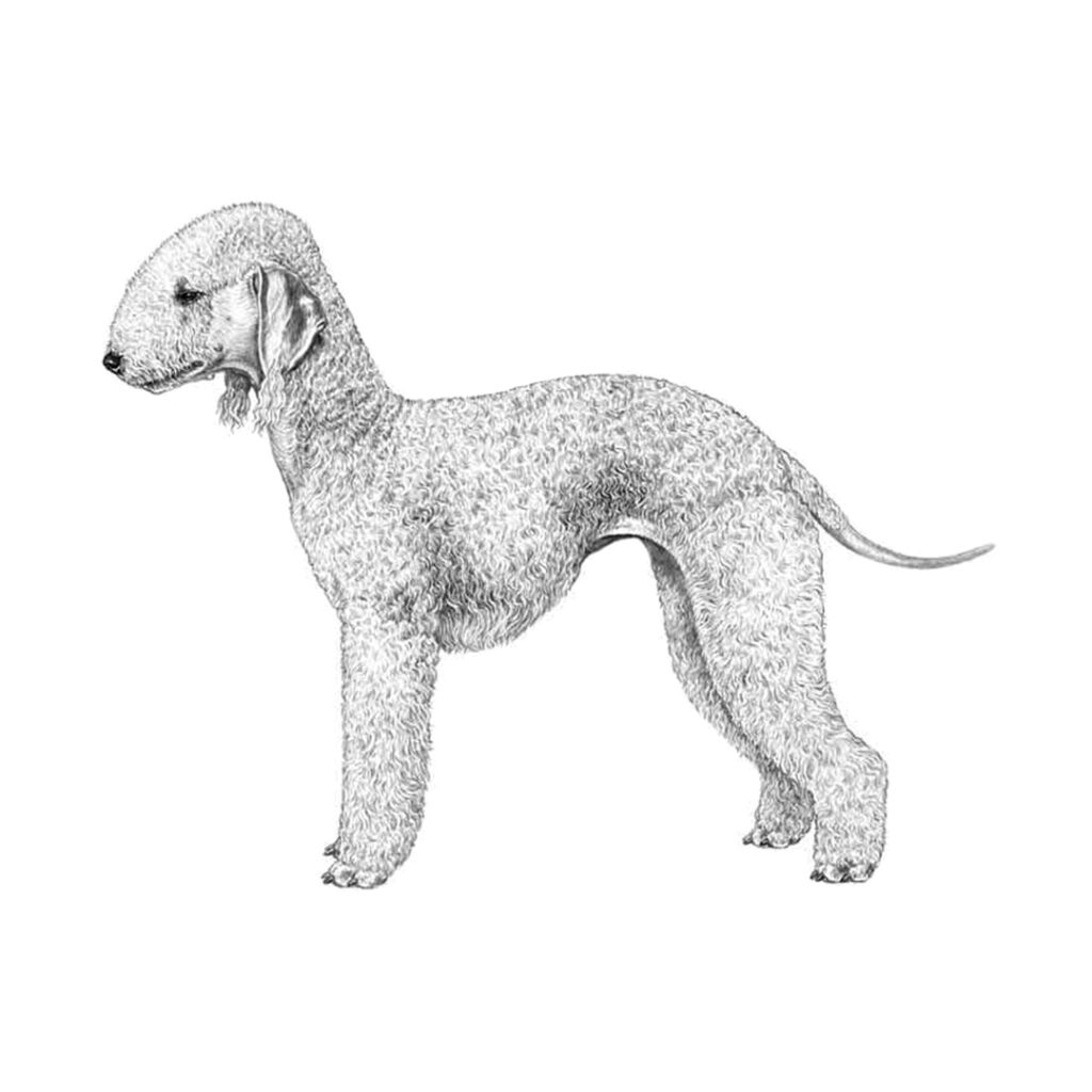 Bedlington terrier illustration