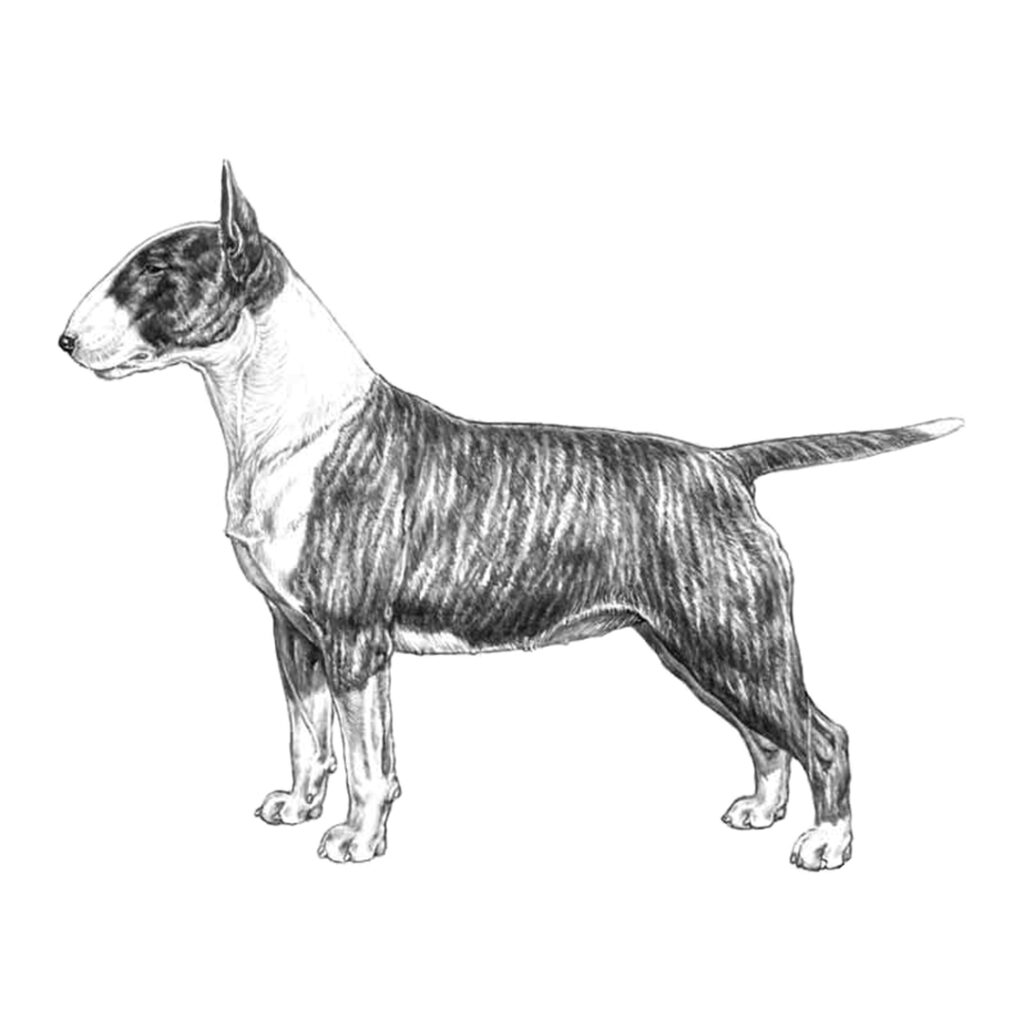 Bullterrier illustration