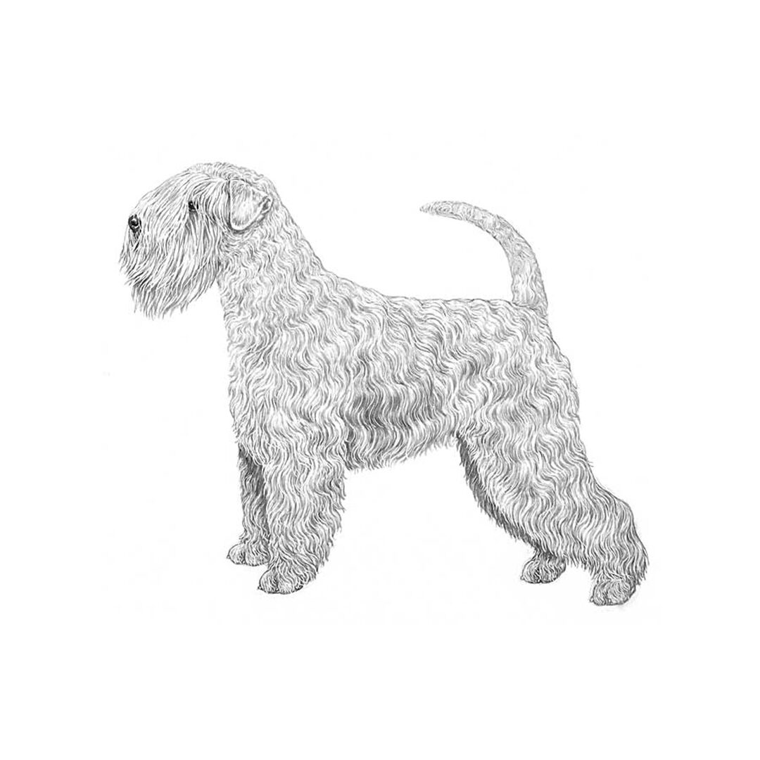 Irish softcoated wheaten terrier illustration