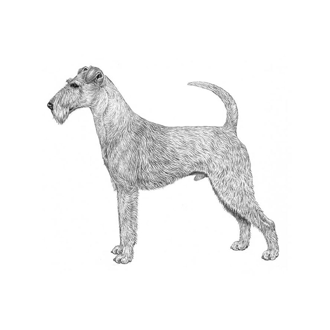 Irländsk terrier illustration