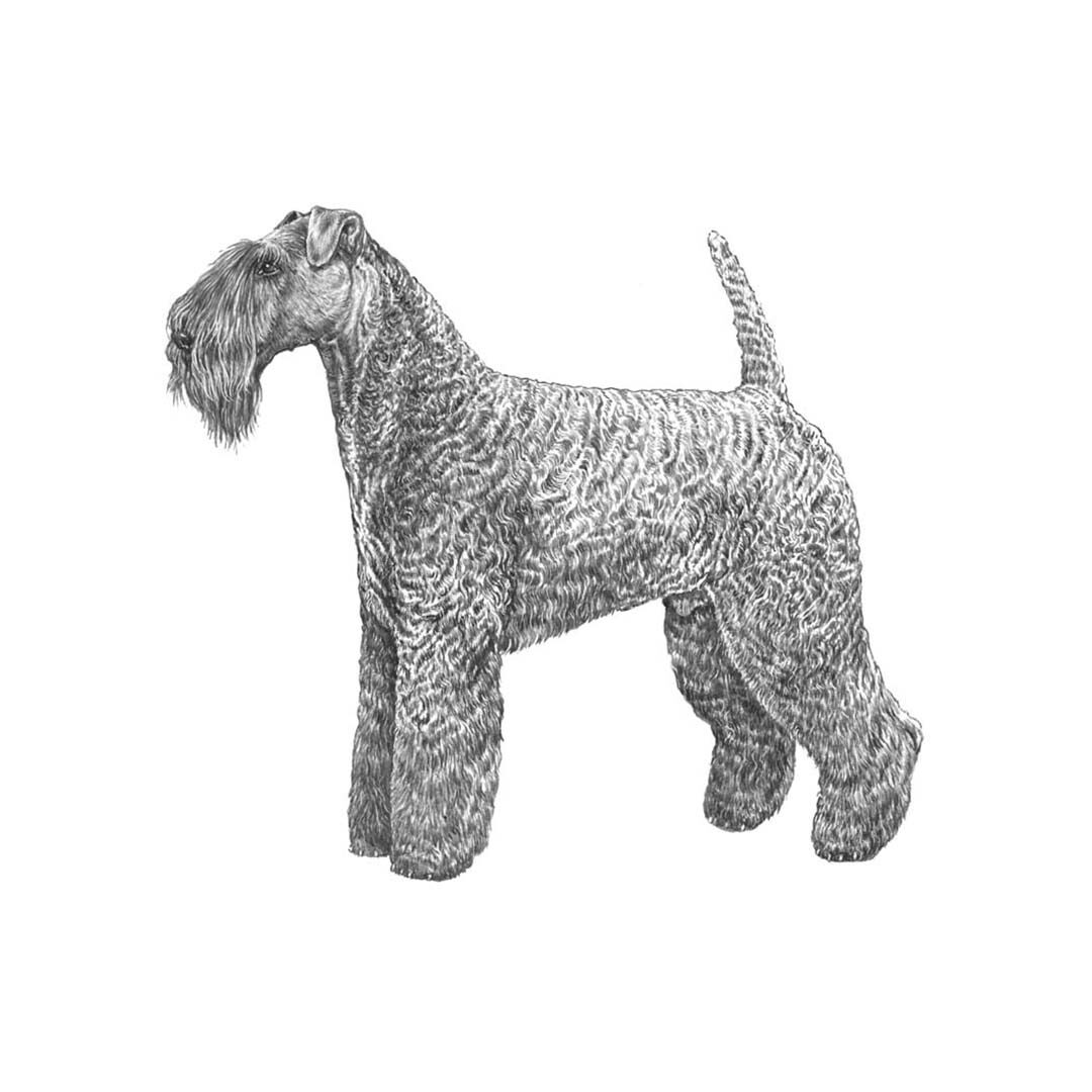 Kerry blue terrier illustration