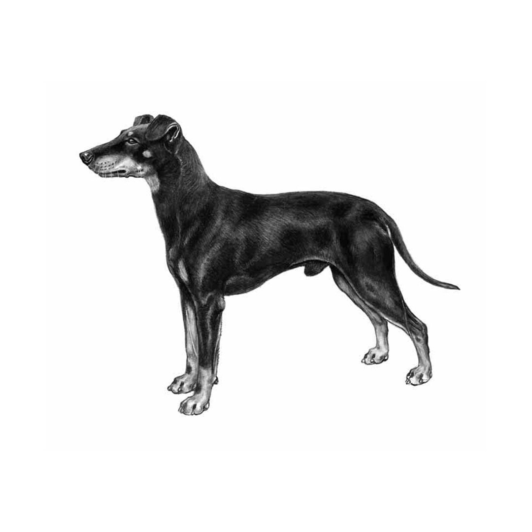 Manchester terrier illustration