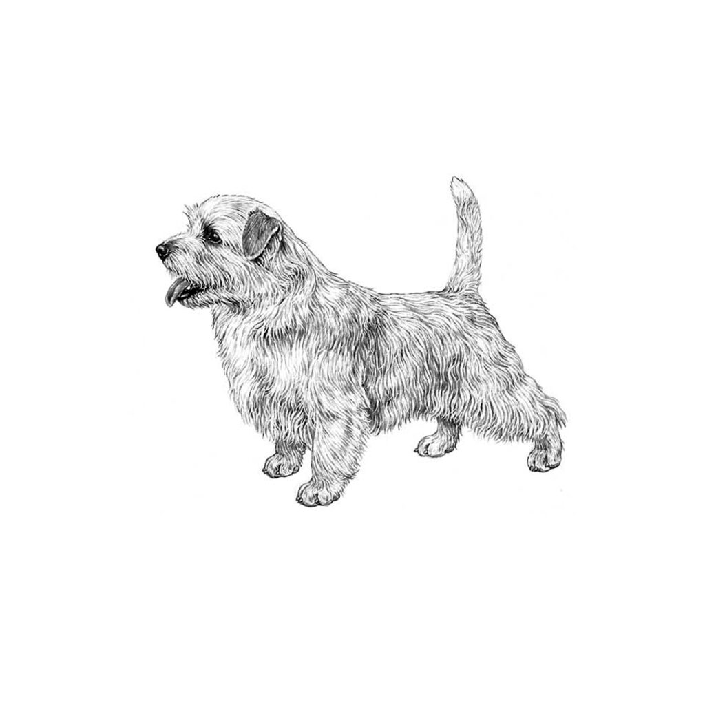 Norfolk terrier illustration