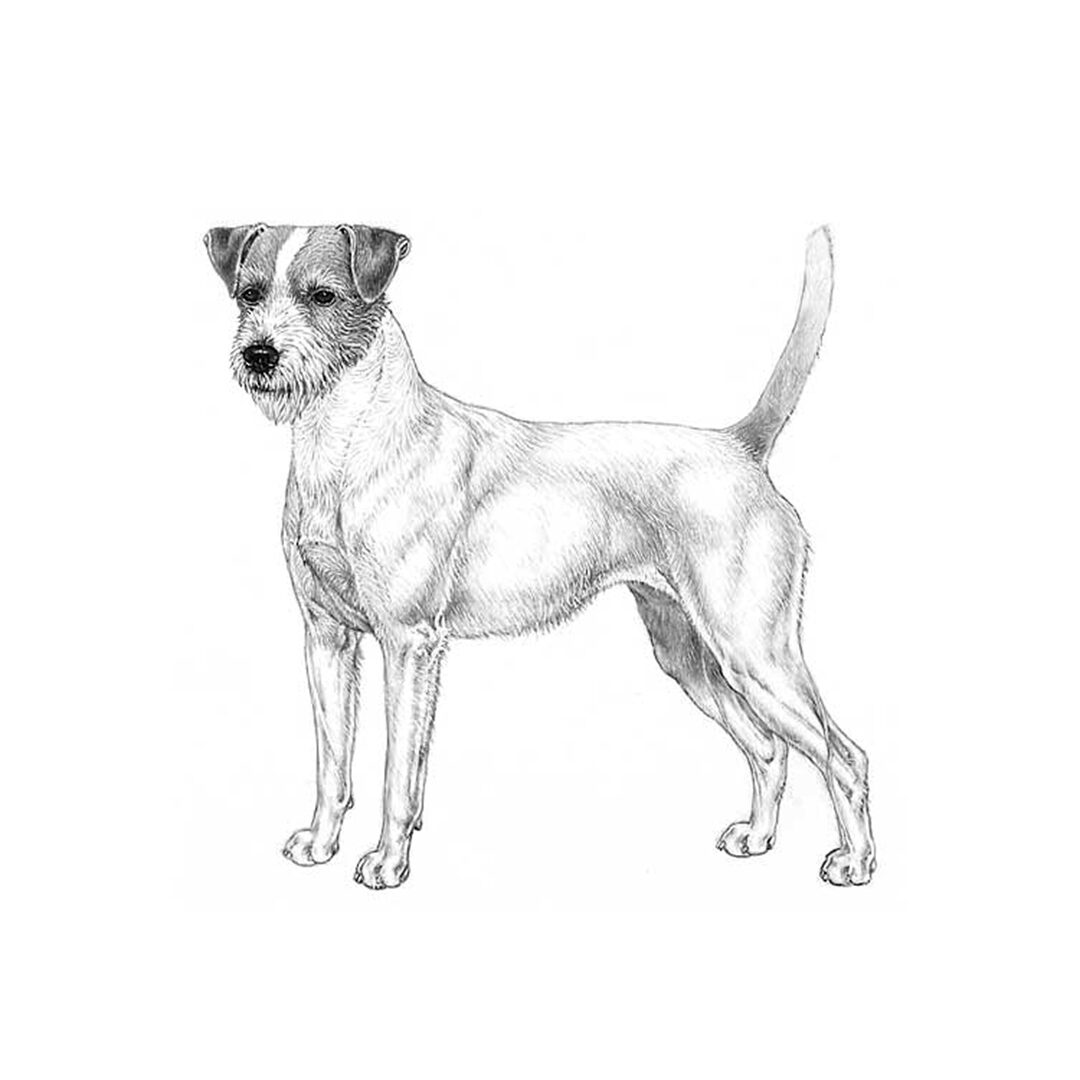 Parson Russell terrier illustration