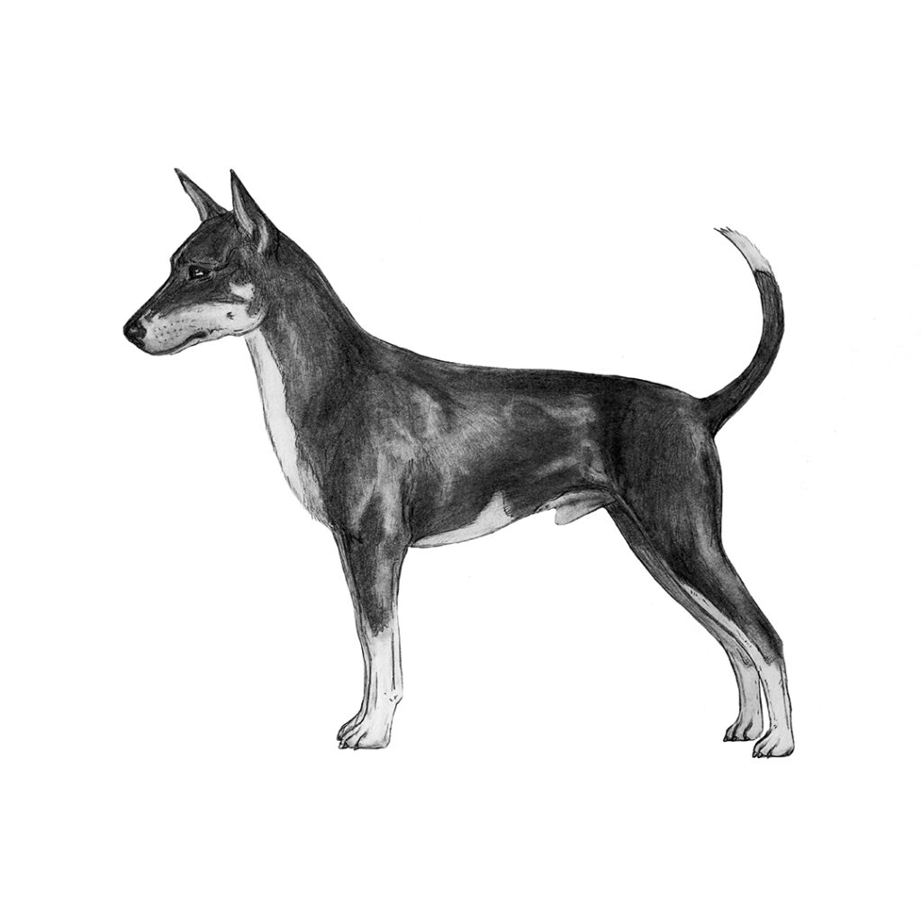 Rat terrier illustration