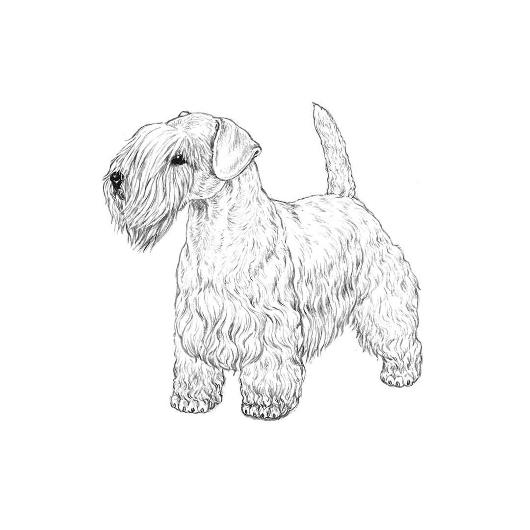 Sealyham terrier illustration