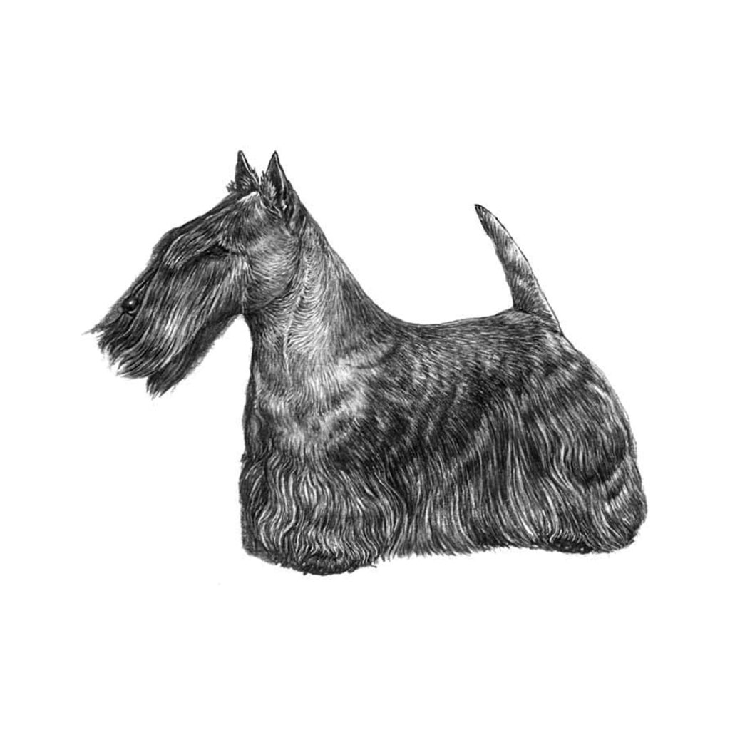 Skotsk terrier illustration