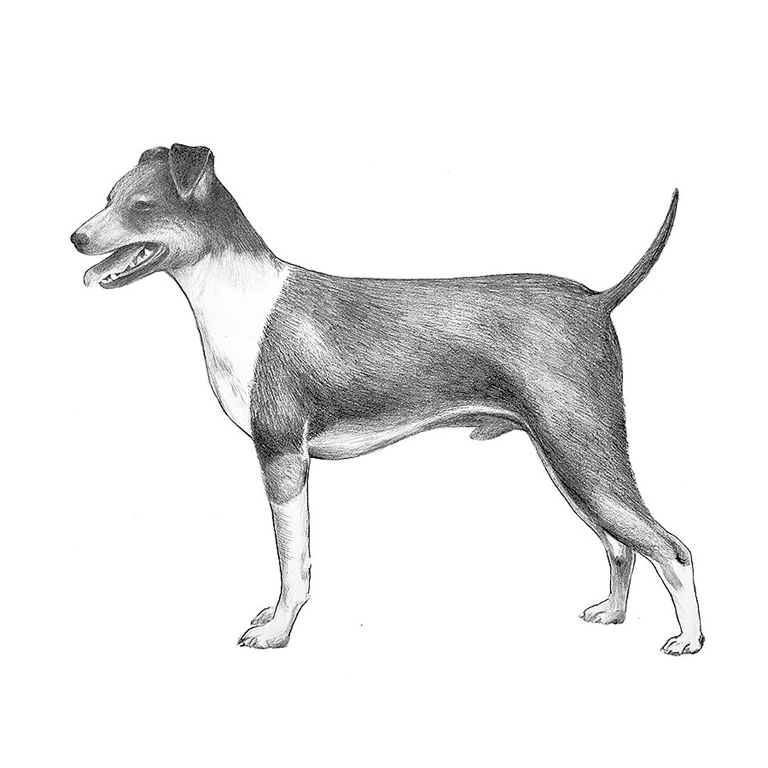 Terrier brasileiro illustration